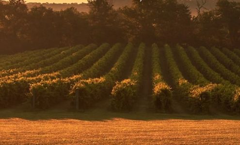 Noboleis Vineyards Augusta