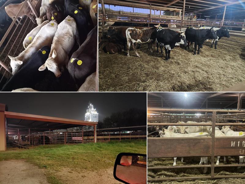 Seguin Cattle Co 2424 TX-46, Seguin