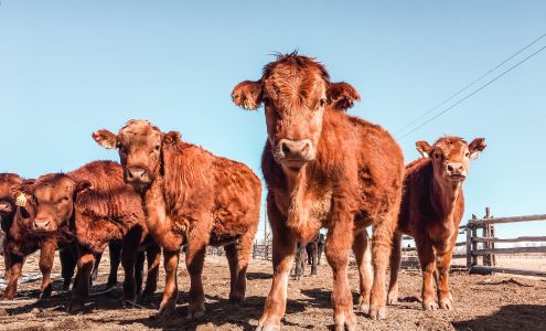 PDA Big Game Processing, LLC Del Norte