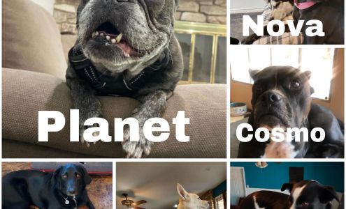 On Paws Pet Services