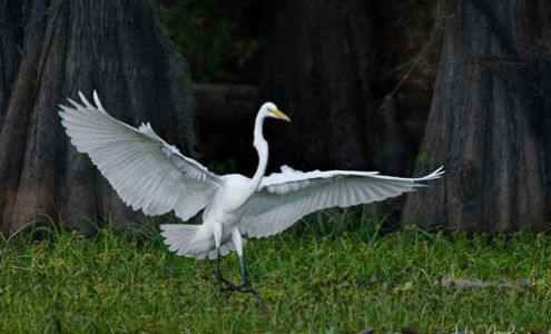 Caddo Lake Bayou Tours Karnack