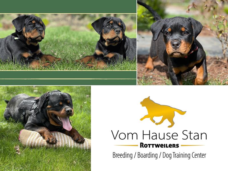 Kleeket LLC - Rottweiler Kennel- Vom Hause Stan