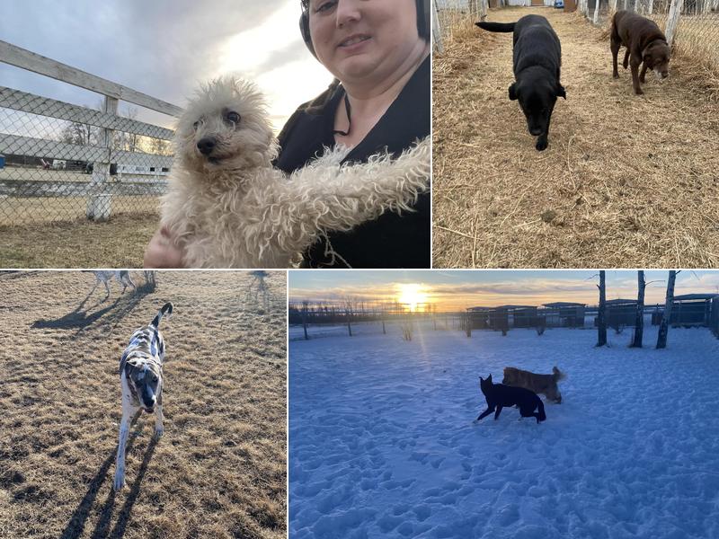 Big Rock Boarding Kennels