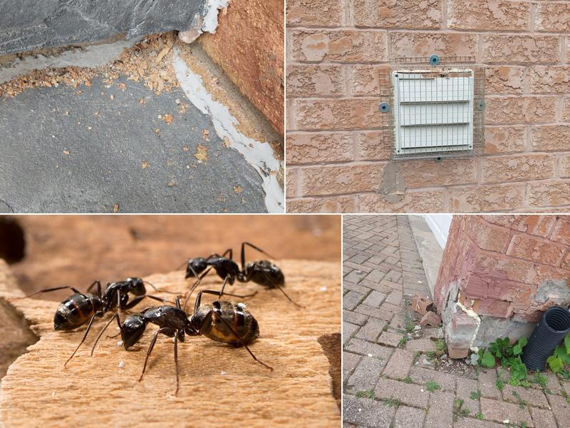 Ultimate Pest Solutions - Woodbridge