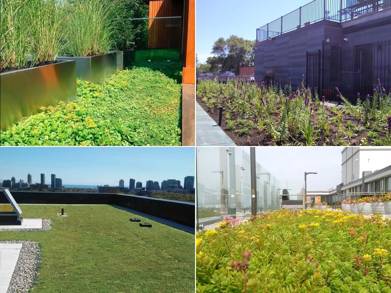 Skyspace Green Roofs