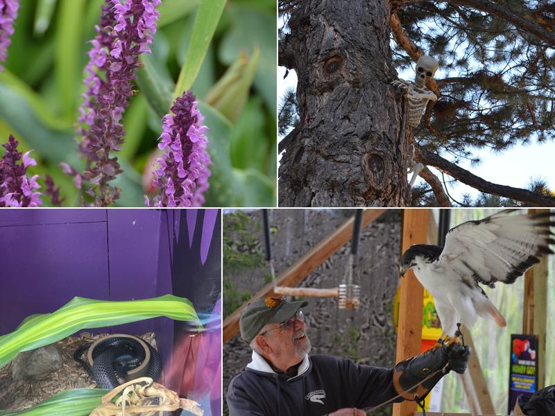 Green Parrot Cafe Reptile Gardens