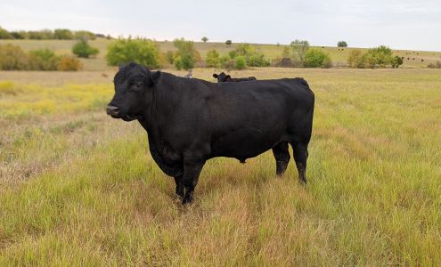 Sharp Ranch Wynnewood