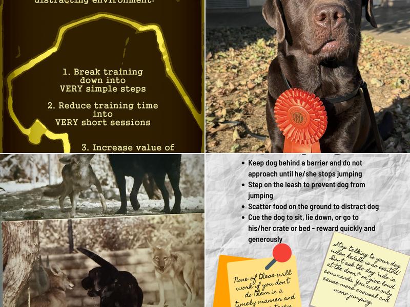 Janine Allen, Certified Professional Dog Trainer