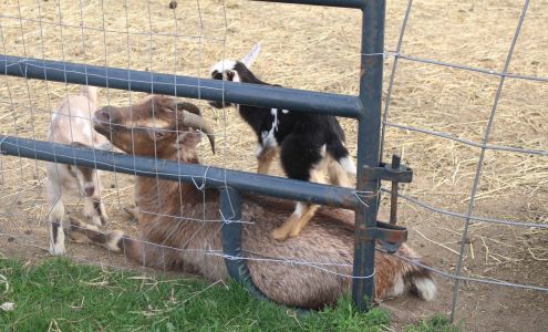 Silent Brook Farm & Handmade Gifts Chateaugay