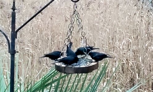 Waterlife Art Belville