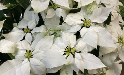 Green Acres Nursery & Christmas