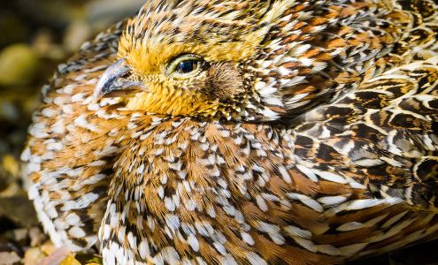 John Ashley Fine Art