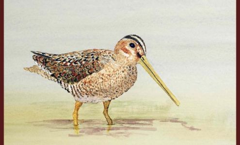 Thom Glace Watercolors