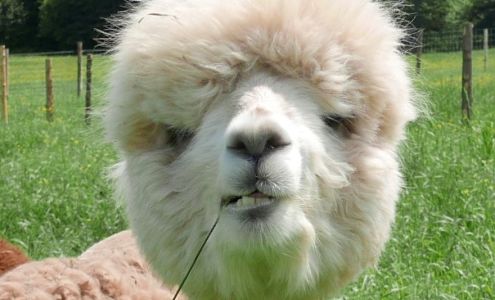 Ferme fibres & compagnie - Les alpagas d'Aldo Saint-Alexandre-de-Kamouraska