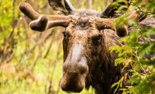 Algonquin Basecamp Kearney