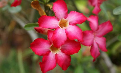 Milton's Flowers & Gifts