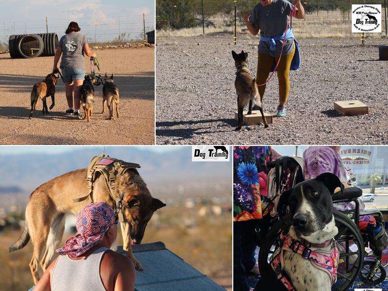 K9 Paws Behavior Dog Training