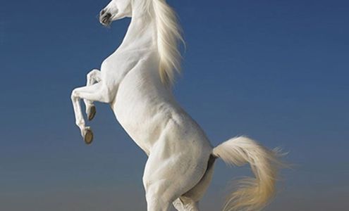 PEGASUS GALLERY OF CANADIAN ART