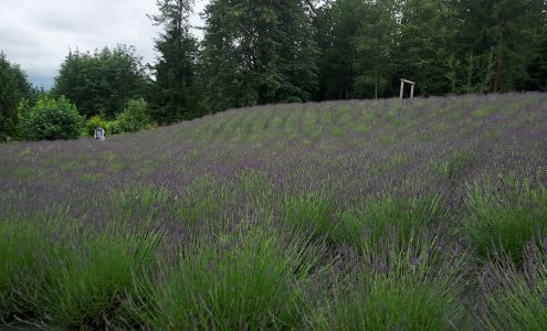 Arlington Lavender Farm