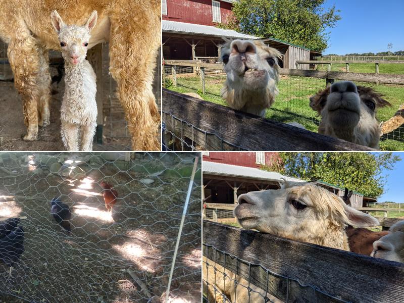 Bent Pine Alpaca Farm