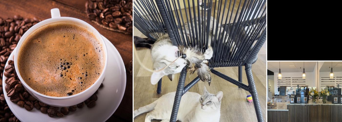 Frisky Business Palm Springs Cat Cafe Menu