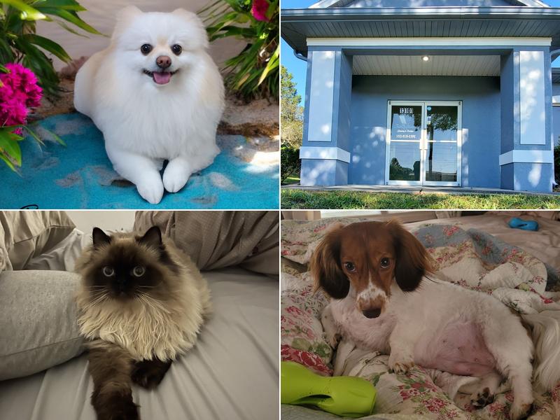 TransFurMations By Lisa