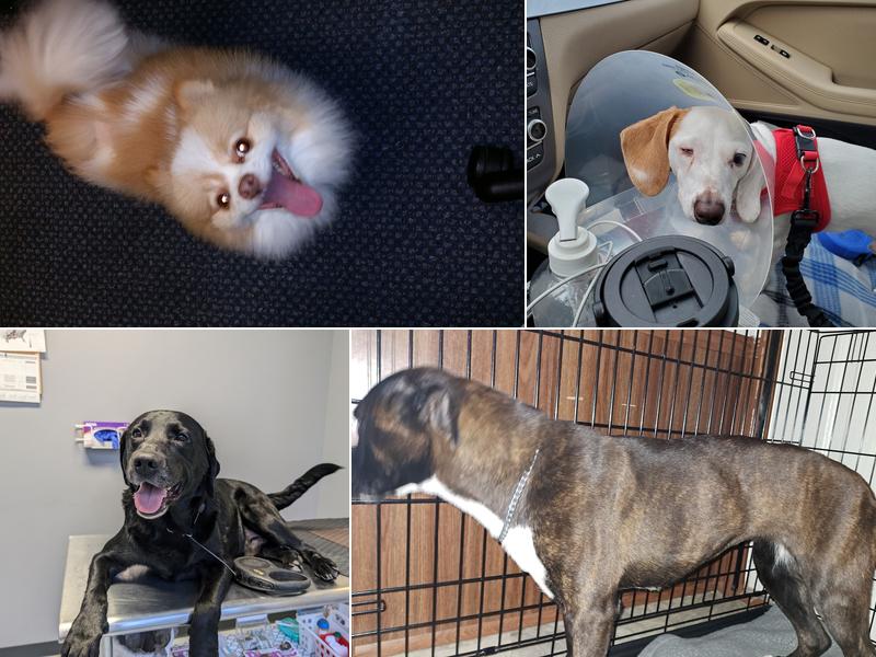 National Spay Alliance Savannah