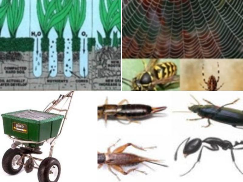 Bugman-Homesmart Plus