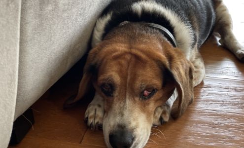 Fauquier SPCA Midland