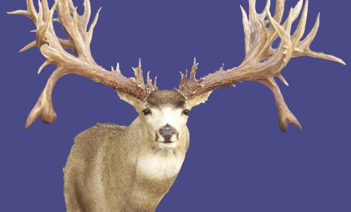 Coeur D'Alene Taxidermy