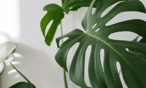 Kashmir Salon 101-751 Goldstream Ave, Victoria British Columbia V9B 0H9