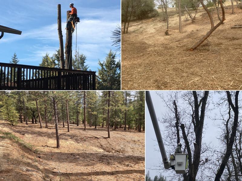 TMC Construction & Tree Service