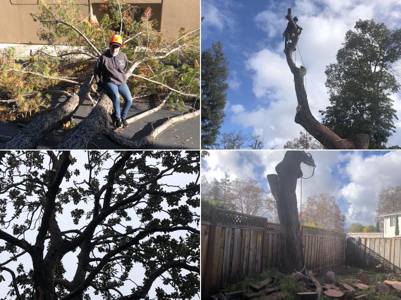 Encinal Tree Service