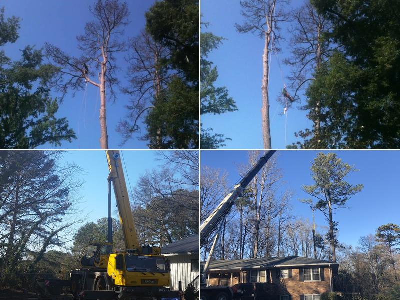 Craig Daniel Tree Services
