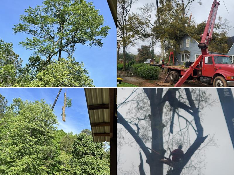 Lee's Tree Service