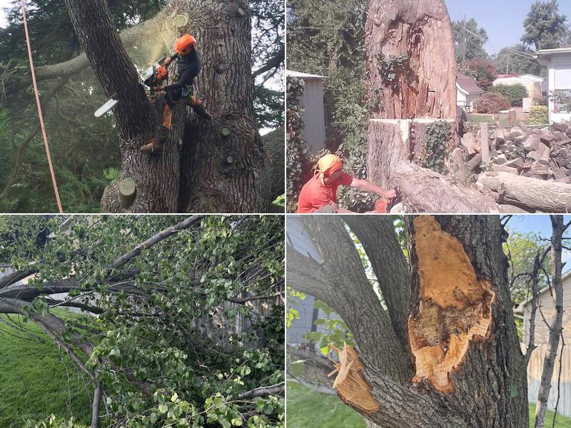 Axman Tree Service
