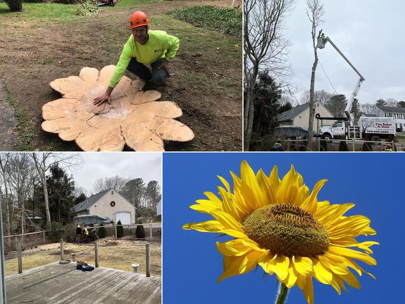 Tim Baker & Sons Tree Service