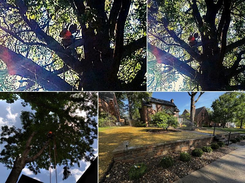 Everest Tree Service & Landscaping Service