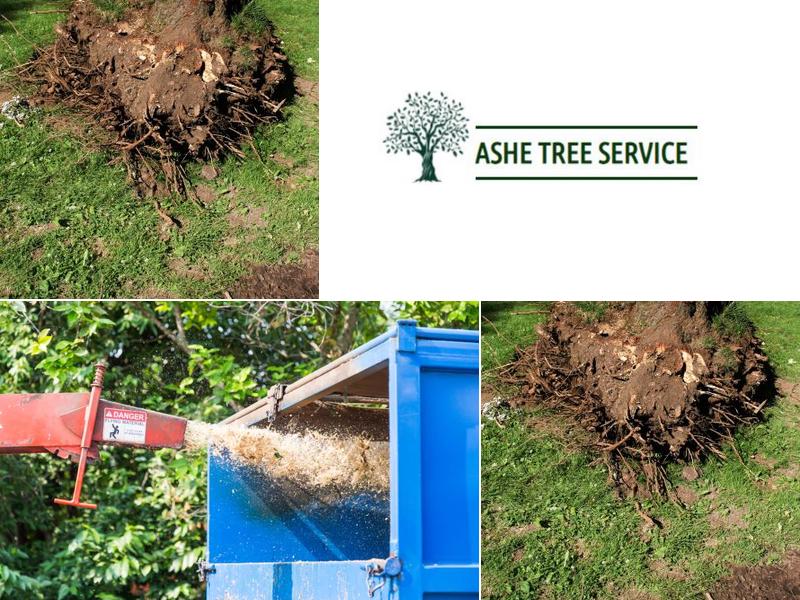 ASHE Tree Service