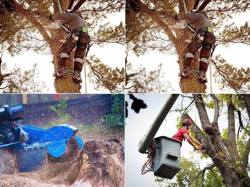 Bushwackers Two Tree Care Specialist, Inc