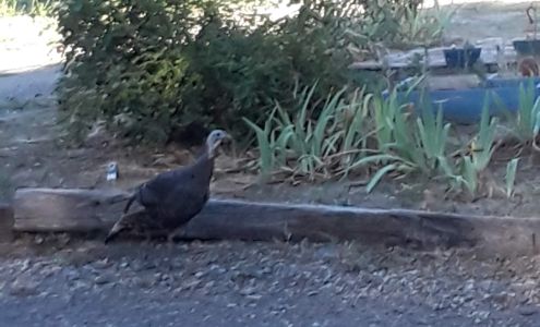 Pine Valley Trailer Park Guatay