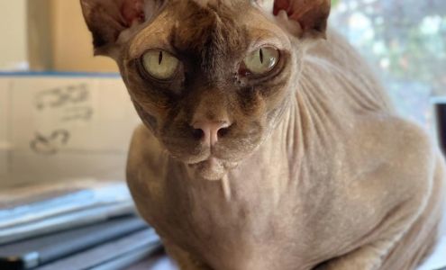 Spellbound Tattoo 2814 Lincoln Way E, Massillon Ohio 44646