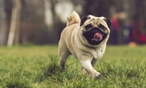 Bone & Biscuit Domano Boulevard Prince George