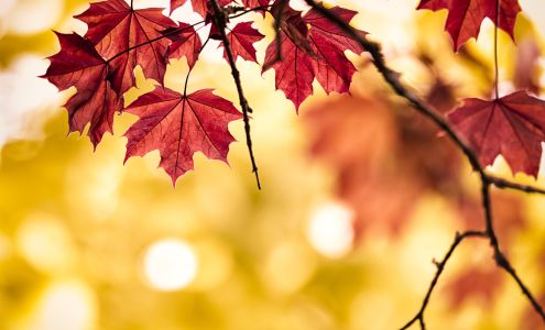 Cochrane Board of Trade Cochrane