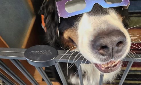 Big Creek Veterinary Hospital 70 Church St W, Delhi Ontario N4B 1V7