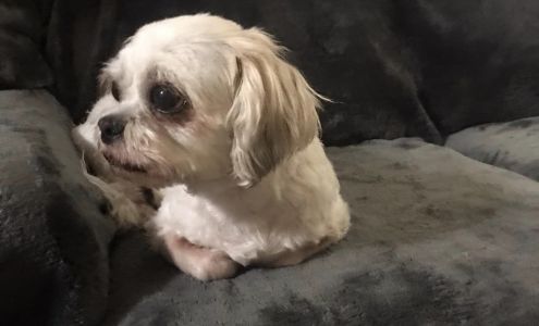 Hot Dogs Pet Grooming 317 Brown Ave, Mott North Dakota 58646