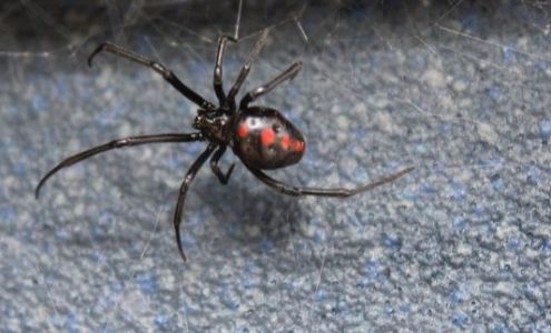 Bybee Pest Control LLC 280 N 400 W, Tropic Utah 84776