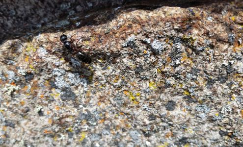 North Shore Superior Pest Management Between Dairy Queen and Gunflint Tavern, 9 Birchwood Alley SuiteSuite 1, Grand Marais Minnesota 55604