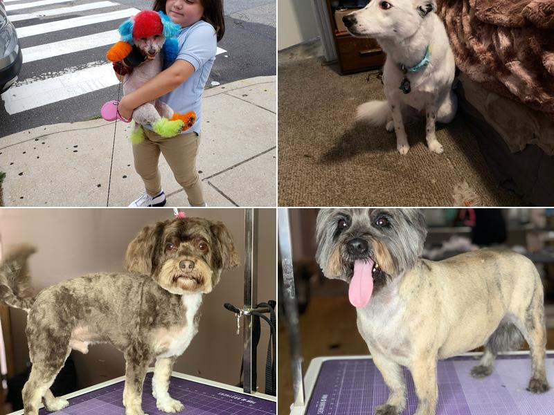 A&B Quality Pet Styling Salon