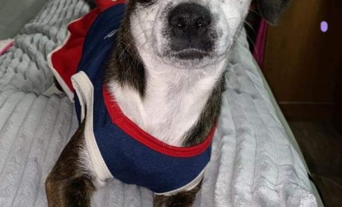 Lucky Two Times Animal Sanctuary & Advocacy Programs